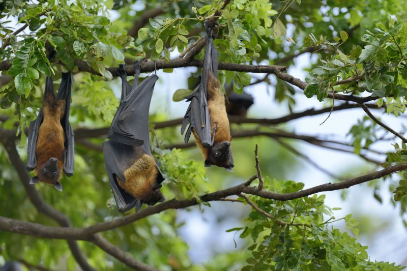 Bat Elimination