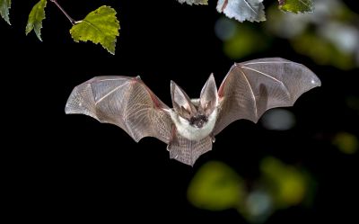 Bat Elimination