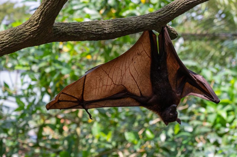 Bat Elimination