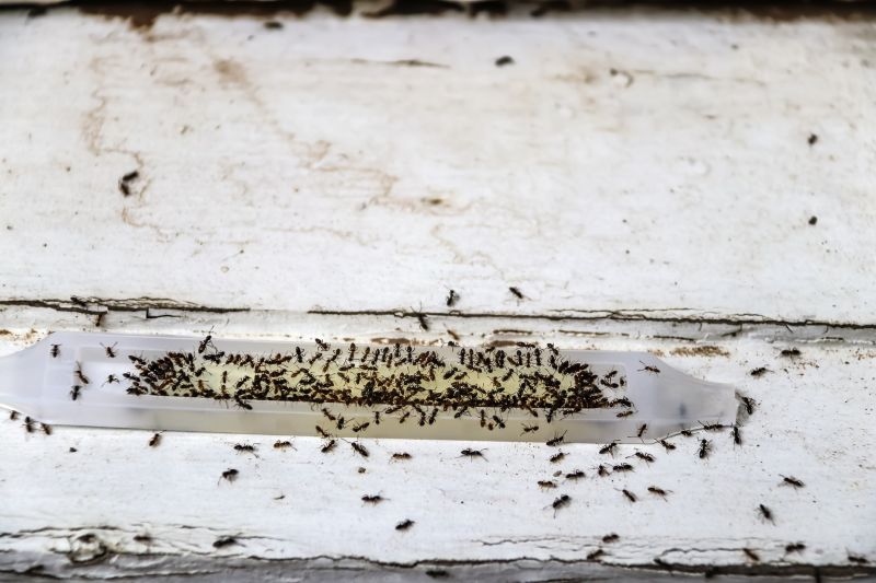 Ant Control Service in Katy, TX