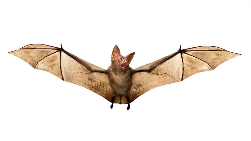 Bat Elimination