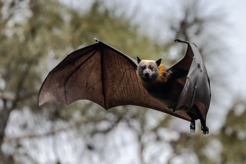 Bat Elimination