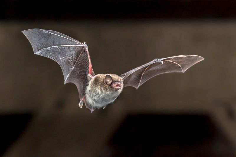 Bat Elimination