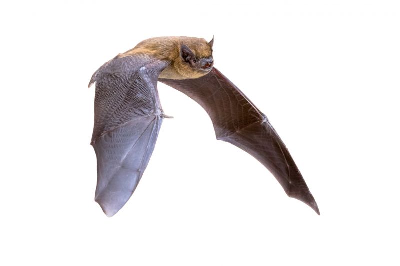 Effective Bat Removal Techniques