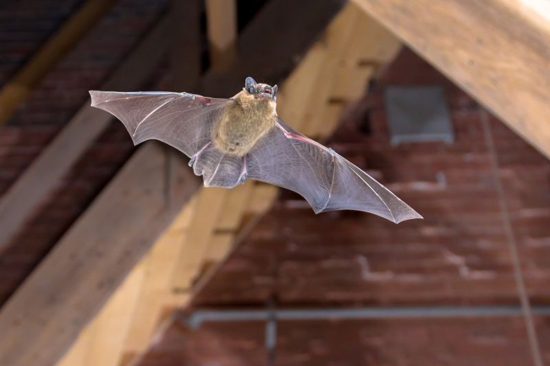 Bats Roosting in Attic