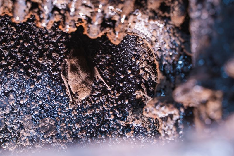 Bat Exclusion Devices