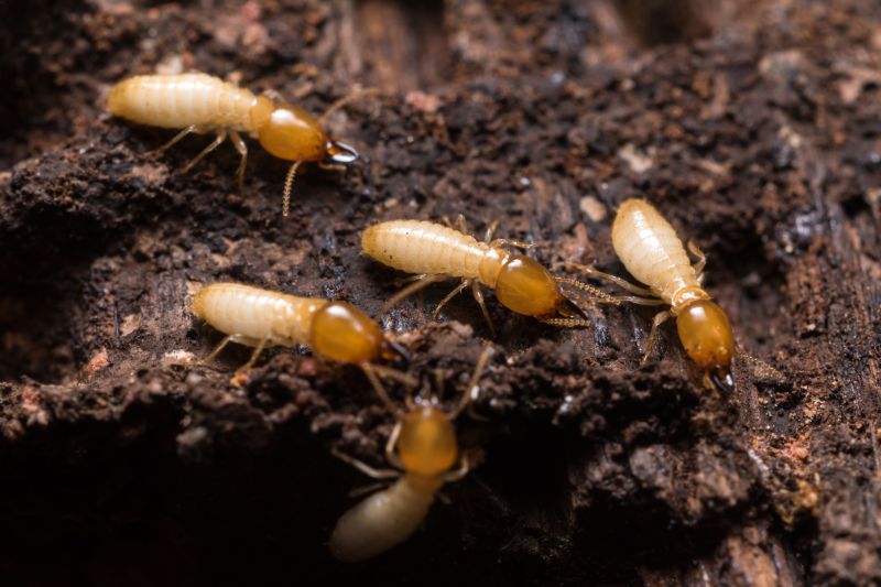 Commercial Termite Prevention in Katy, TX