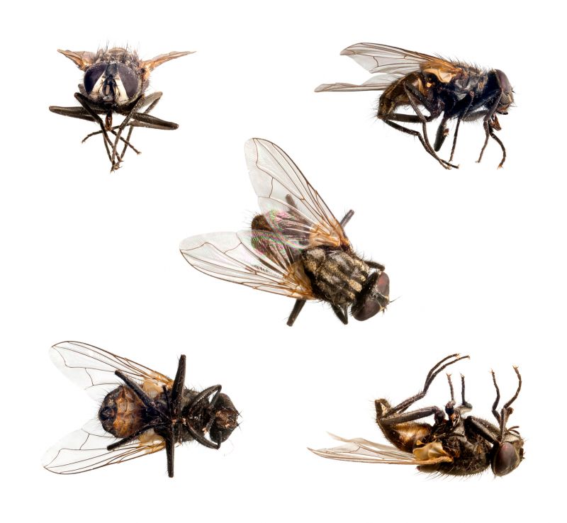 Fly Extermination in Denton, TX