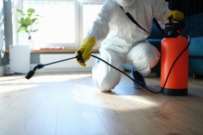 Spider Extermination Service in Denton, TX
