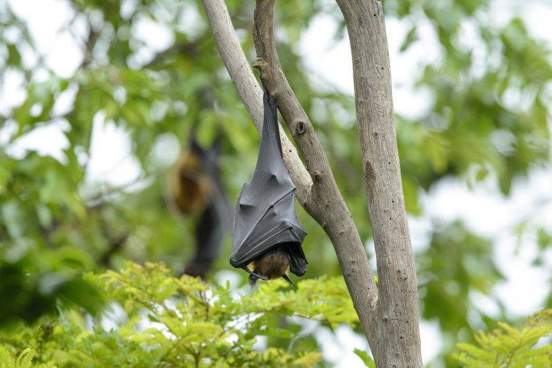 Specialized Bat Removal Companies