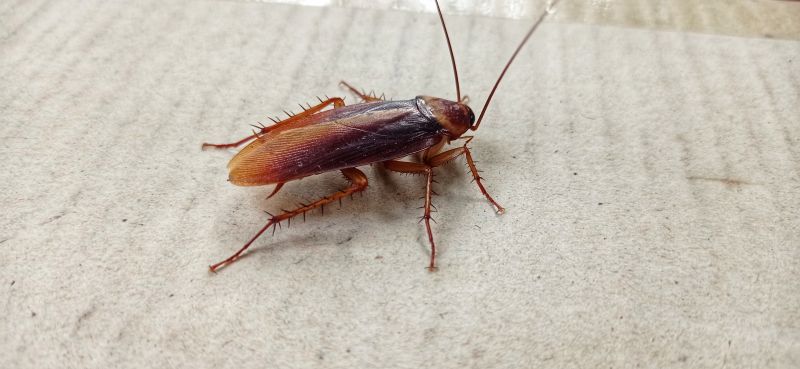 Roach Fumigation in Gwinnett County, GA